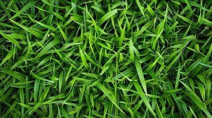 Wall Mural - natural background image of young lush green grass 