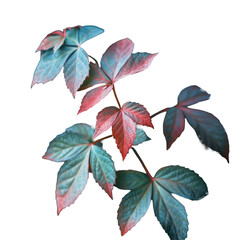 Wall Mural - Close-up of a plant with red and green leaves