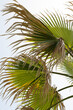 Tropical Palm Fronds Skyward
