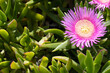 Succulent Pink Ice Plant Flower. Carpobrotus edulis in Cyprus