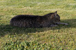 Resting Cat on Green Lawn