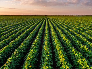 Wall Mural - Golden hour light casting over rows of vibrant soybean plants in a vast agricultural field