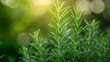 The Essence of Nature A Close-up of Fresh Sage Leaves Generative AI
