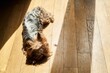 Cute adult Yorkshire terrier lies on the floor. High quality photo