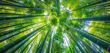 Fototapeta Sypialnia - The Canopy of Bamboo A Symphony of Nature's Architecture Generative AI