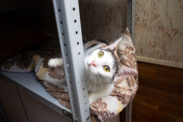 Wall Mural - Funny White Kitten at home, portrait closeup