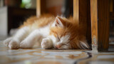 Fototapeta  - Red kitten sleeping on the floor