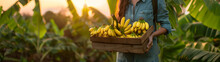 Beautiful Young Farmer Woman Holding A Wooden Box Full Of Fresh Banana Fruits Standing In The Plantation With Sunset. Concept Of Healthy Lifestyle, Local Farming And Beauty.