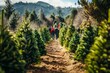 Selecting the Perfect Christmas Tree Outdoors