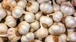 papery plant garlic fresh
