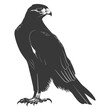 Silhouette hawk animal black color only full body