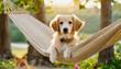 dog in a hammock on the nature.