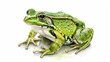 A green frog sitting on a white background with watercolor, AI