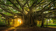 Mystical banyan tree with its aerial roots creating an enchanting canopy.