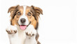 dogs peeking over white edge. Web banner. Cute pets. White background.