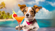 A dog drinks a cocktail on the beach wearing sunglasses. Selective focus.