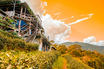 Sticker - Local buildings and tea plantations on high mountains