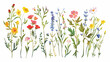 Beautiful wildflowers painted in hand translated into