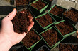 Handful of coco peat, above seedling pots filled with rehydrated coco peat, slightly blurred.