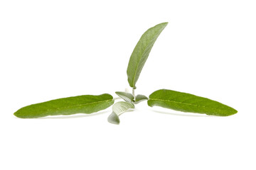 Wall Mural - Sage herb leaves isolated on white background. Fresh garden sage, commonly known as Salvia officinalis