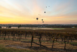 Fototapeta Tęcza - Hot air balloons over vineyards in Pokolbin wine region at sunrise, Hunter Valley, NSW, Australia
