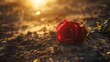 a rose lies on cold ground in backlight