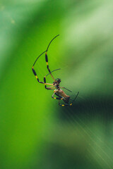 Intricate Costa Rican spider on its web in green ambiance