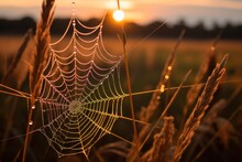 Spider Web With Dew At Sunset