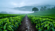 Misty morning at a lush tea plantation with a central path leading through the crops. Serene agriculture and nature concept for design and print. Scenic rural landscape with rolling hills and fog