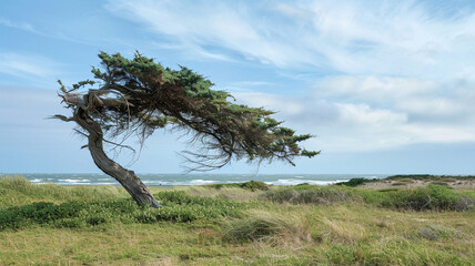 Wall Mural - Whimsical cypress tree bending in the coastal winds.