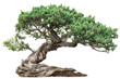 Juniper Tree Overview isolated on transparent background