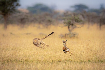 Wall Mural - Cheetah chasing Thomson gazelle among whistling thorns