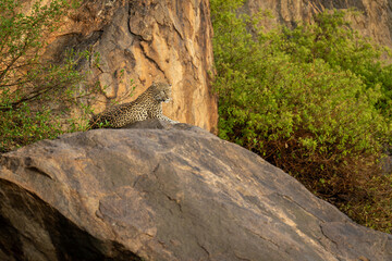 Wall Mural - Leopard lies on rock staring into distance