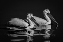 Mono Two Pelicans Swim Side-by-side Across Lake