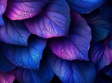 Blue And Purple Leaves With Water Droplets On Dark Blue Background In A Vibrant And Eyecatching Display