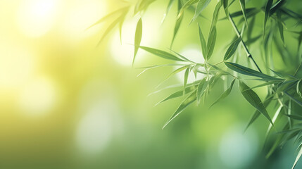  Blurred abstract sunlight background, frame of bright green bamboo leaves isolated on copy space