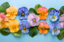 Border In  Pansies Flowers On Pastel  Blue Background. Background For Banner, Wedding Greeting Card, St Valentines, Women's, Mothers Day. Copy Space 