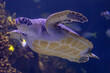 Graceful Green Sea Turtle Gliding Through Ocean Depths