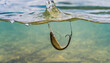 Fishing. Close-up shut of a fish hook under water.