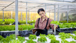 Young asian woman farmer or inspection of plant growth in greenhouse or sustainability in quality control, clipboard or notes on lettuce production or feedback on hydroponic agriculture system