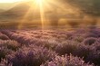A Serene Spring Morning: Sunlight Dancing Over a Lavender Field in Full Bloom