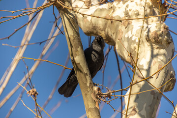 Wall Mural - oiseau noir, en gros plan, sur une branche d'arbre