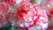 A few carnations, close-up shots, with empty copy space