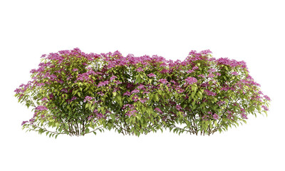 Wall Mural - Isolated pink flower bush isolated on white 