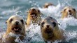 A group of sea lions frolic in the ocean