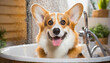 Funny portrait of a welsh corgi pembroke dog showering with shampoo. Dog taking a bubble bath in grooming salon