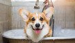 Funny portrait of a welsh corgi pembroke dog showering with shampoo. Dog taking a bubble bath in grooming salon