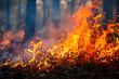 Intense Wildfire Engulfing Forest Underbrush During Dry Season