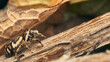 A brown jumping spider perching on a branch.