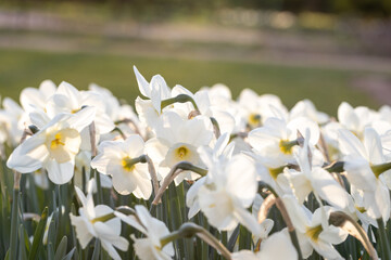 Wall Mural - Beautiful narcissus flowers bloom in the spring garden.